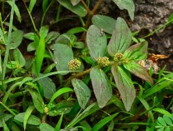 Patikan Kebo, Gulma Tanah yang Bisa Naikkan Gairah