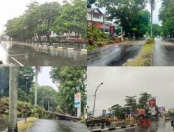 Hujan Deras dan Angin Kencang Mengakibatkan Pohon Tumbang di Beberapa Wilayah di Sulawesi Utara