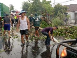 HUJAN LEBAT DISERTAI ANGIN MENUMBANGKAN POHON DI JALAN RAYA JOMBANG-PLOSO TEMBELANG