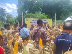 BABINSA KORAMIL 05/PANITE DAMPINGI KEPALA DINAS TPHP MENGIKUTI KEGIATAN PANEN SIMBOLIS JAGUNG HIBRIDA DI DESA OE’EKAM