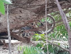 POHON TUMBANG DI DESA KUALEU MENIMPA MOTOR