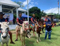 Mencari Bibit Atlit Olahraga Berkuda, PORDASI Adakan Kejuaraan Pacuan Kuda Tradisional