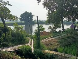 Kekeringan, Petani Desa Ganggang Balongpanggang Gresik Ramai-ramai Desel Air Embung untuk Mengairi Tanaman Padi di Sawah