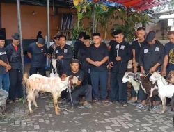 Sambut Idul Adha Pengurus PSHT (Persaudaraan Setia Hati Terate) Qurban 15 Ekor Kambing dan 1 Ekor Sapi