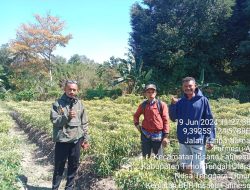 Kepala Desa Fafinesu dan Pegawai Pertanian Menelusuri Keberhasilan Kebun Holtikultura dalam Mengubah Lahan Kering Menjadi Ladang Produktif