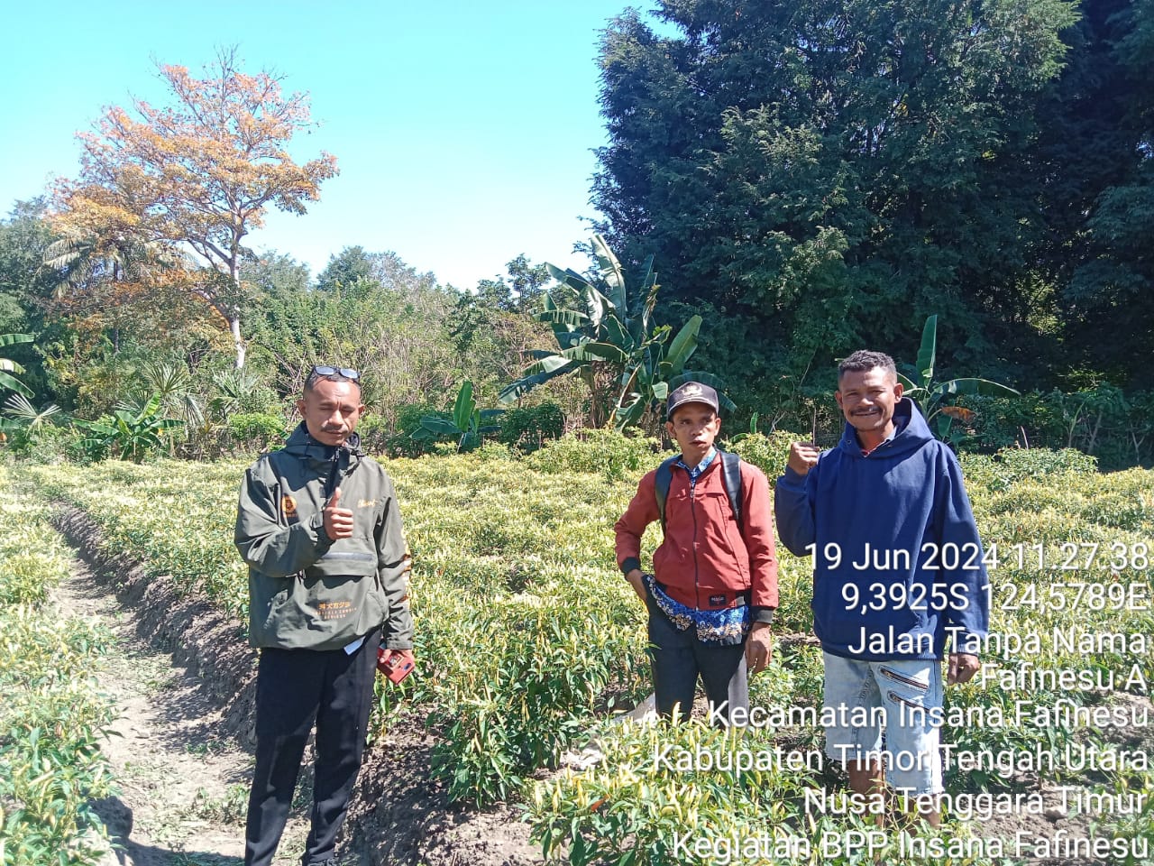 Foto: Kepala Desa Fafinesu Alfridus Alen, S.Pd bersama Pegawai Pertanian Marsel Salu dan Pengelola Kebun Milkheor Akoit.