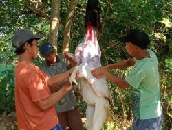 Peringatan Hari Raya Idul Adha Wujudkan Semangat Hidup Bergotong-royong di Sumberpelas Plabuhan Kecamatan Plandaan Jombang