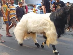 UNIK!! Acara Giring Kambing Qurban 2024 di Kalitutup Kabupaten Gresik Dihadiri Ribuan Masyarakat