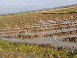 Petani Desa Gebangbunder Jombang Terancam Gagal Panen Akibat Hujan Deras Semalam