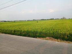 Padi Mulai Mratak di Desa Ngrandulor Jombang, Musim Panen Garapan Kedua Diperkirakan 1 Bulan Lagi