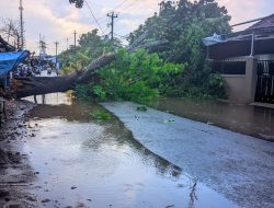 POHON TUMBANG AKIBAT HUJAN ANGIN DI KABUPATEN BATANG
