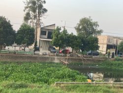 Eceng Gondok: Ancaman Tersembunyi di Sungai
