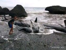 Warga Alor Temukan Puluhan Ikan Dolphin Terdampar di Pantai Liliwera