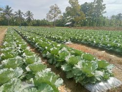 PESONA SAYUR KOL DI WAELATA MALUKU