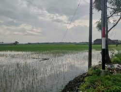 AKIBAT CURAH HUJAN TINGGI, PETANI DI NGRANDULOR JOMBANG TANAM PADI HINGGA 2 KALI