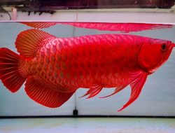 Para Peternak Ikan di Kecamatan Badau Keluhkan Harga Arwana yang Anjlok