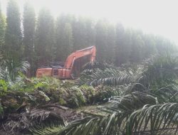 Perusahaan Sumatera Silpa Lestari Kembali Merobohkan Kebun Sawit Warga di Aek Nabara Barumun Kabupaten Padang Lawas