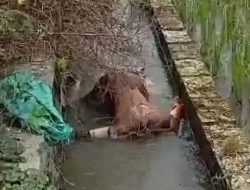 Penemuan Mayat Tanpa Kepala di Megaluh Jombang