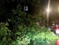 Pohon Tumbang Sebabkan Kemacetan di Jalan Dago Bandung