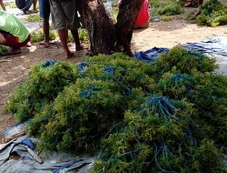 Kegiatan Usaha Dana Rumput Laut Pulau Liran