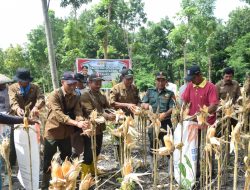DUKUNG SWASEMBADA PANGAN, PERHUTANI JOMBANG BERSINERGI DENGAN POLRI DAN DINAS PERTANIAN PANEN JAGUNG DI NGANJUK