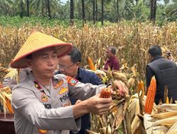 Wakapolda Sulut Pimpin Panen Raya Jagung di Mapanget