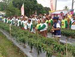 Panen Raya Cabai di Fatunisuan: Simbol Kesuksesan untuk Program Makan Siang Gratis