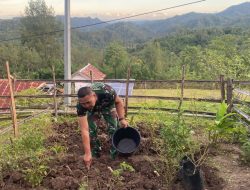 Prajurit TNI di Perbatasan Tanam Jagung dan Sayur untuk Ketahanan Pangan