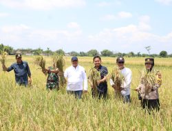 Bupati Jombang Panen Raya Padi, Pastikan Harga Sesuai HPP