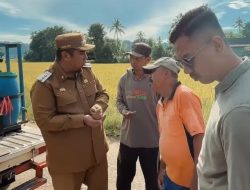 Bupati Maros Tinjau Panen Petani, Serapan Gabah Tembus Surplus 649 Persen