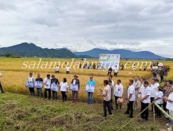 Gubernur Sulut Yulius Selvanus Turun Langsung Panen Raya Padi di Minahasa