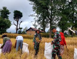 TNI Panen Padi Bareng Warga di Perbatasan, Bukti Kemanunggalan TNI dan Rakyat