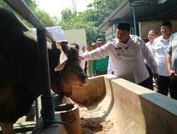 Warsubi Pantau Sapi Kurban Presiden Prabowo di Jombang, Pastikan Hewan Kurban Sehat dan Surplus