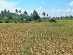 Pertanian di Desa Kembang Sari Produktif, Warga Harapkan Bantuan Pompa Air