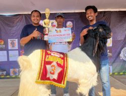Kambing Milik Aba Yazid Berjaya di Kontes Kambing Etawa Gresik