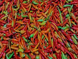Panduan Menanam Cabai Rimbun untuk Menghemat Biaya Dapur