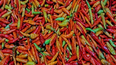 Panduan Menanam Cabai Rimbun untuk Menghemat Biaya Dapur