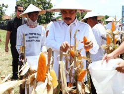 Menteri Imipas Agus Andrianto Pimpin Panen Raya 45 Ton Jagung di Sidoarjo, Tegaskan Sinergi Perkuat Ketahanan Pangan