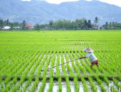Pekerjaan Saluran Irigasi Inpres Sinar Tanjung dan Sinar Galih Tuntas, Warga Harap Ada Tindak Lanjut