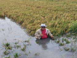 Ratusan Hektare Sawah di Cibuaya Terendam Banjir, Petani Terancam Gagal Panen Total