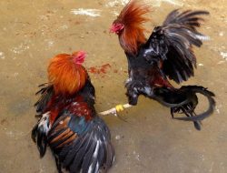 Judi Sabung Ayam Menjamur di Belakang Kantor Desa Pantai Labu Pekan, Aparat dan Kades Diduga “Tutup Mata”