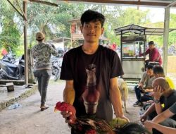 Judi Sabung Ayam Gang Sejati Diduga ‘Kebal Hukum’, Oknum Berambut Cepak Disinyalir Jadi Beking