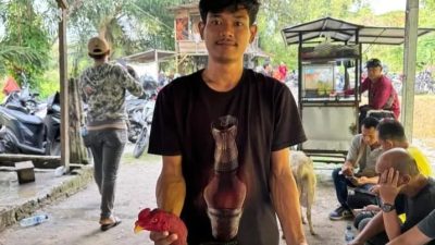 Judi Sabung Ayam Gang Sejati Diduga ‘Kebal Hukum’, Oknum Berambut Cepak Disinyalir Jadi Beking