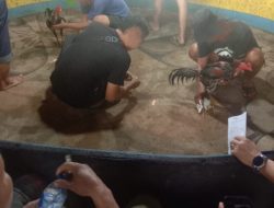 Kesucian Ramadhan Tercoreng! Arena Sabung Ayam “Wan alias Di” di Pasar 4 Marelan Bebas Beroperasi, Aparat Tutup Mata?