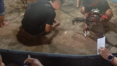 Kesucian Ramadhan Tercoreng! Arena Sabung Ayam “Wan alias Di” di Pasar 4 Marelan Bebas Beroperasi, Aparat Tutup Mata?