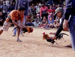 Kontes Ayam Jago di Kabanjahe Diduga Jadi Kedok Perjudian Terbuka