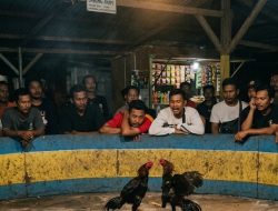 Ratusan Media Diabaikan, Hukum Tumpul di Belawan Hadapi Mafia Judi Sabung Ayam Marelan