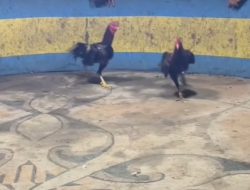Hukum Seolah Lumpuh, Arena Judi Sabung Ayam Marelan Dijadwalkan Operasi Besar-besaran 18 April