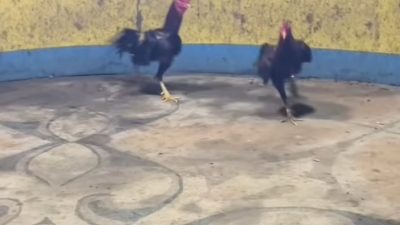 Hukum Seolah Lumpuh, Arena Judi Sabung Ayam Marelan Dijadwalkan Operasi Besar-besaran 18 April