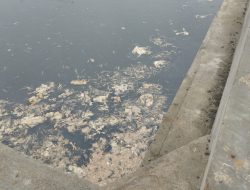 Bau Busuk Bangkai Ayam dari Kolam Lele Resahkan Warga Sei Rampah, Pengelola Sempat Gertak Media